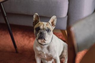 65-metrowe mieszkanie w Poznaniu to połączenie vintage i współczesności. Efekt zachwyca! Zobacz zdjęcia