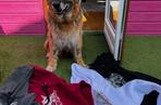 Pies Tytus sprzedaje  koszulki