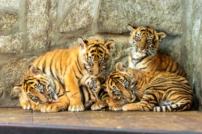 Cztery tygrysy sumatrzańskie z wrocławskiego zoo otrzymały imiona