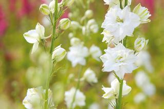 Białe kwiaty ogrodowe: ostróżka