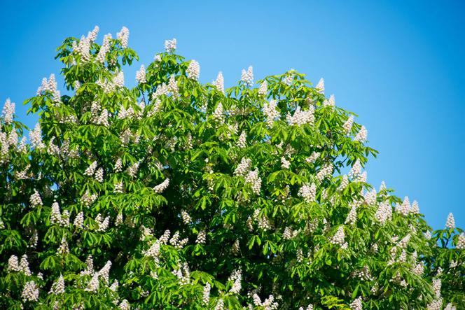 Kasztanowiec biały = kasztanowiec pospolity - Aesculus hippocastanum