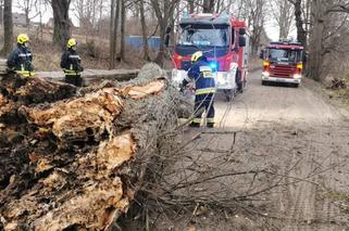 Wichury nad Polską. Połamane drzewa, zerwane dachy. Strażacy odnotowali ponad 600 interwencji [ZDJĘCIA]