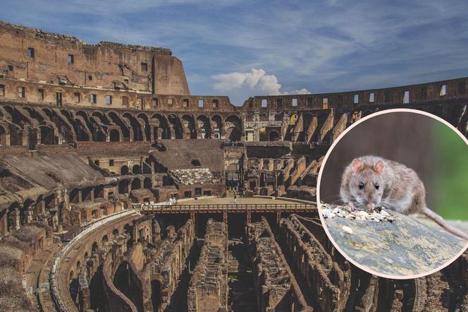 Plaga szczurów przy Koloseum. Minister kultury zapowiada interwencję