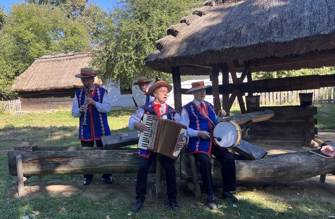 Tradycyjne wykopki w Muzeum Wsi Lubelskiej. Tak kiedyś zbierano ziemniaki