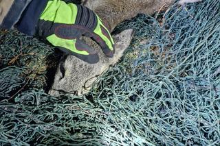 Strażacy ruszyli na ratunek dwóm sarenkom. Były uwięzione w kanale ciepłowniczym 