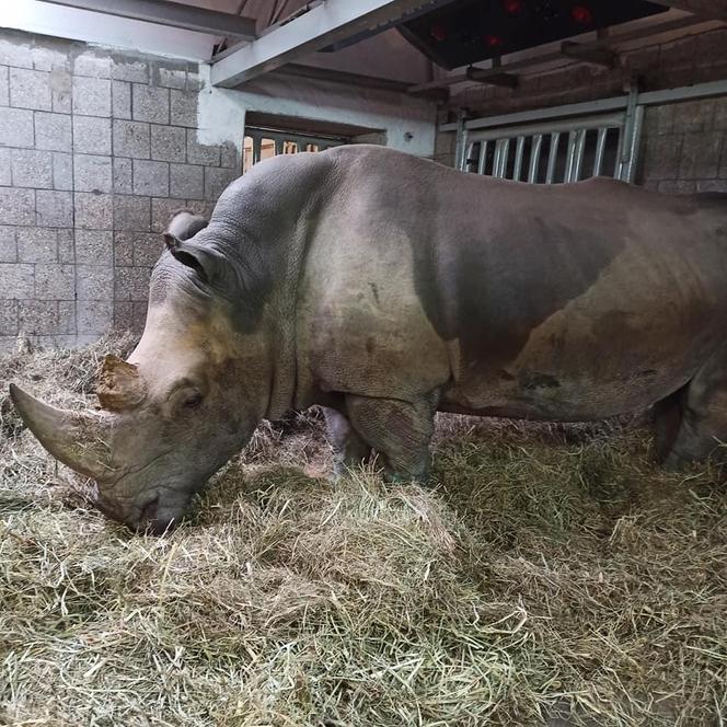 Niepokojące informacje z poznańskiego zoo. "Rokowania są niedobre...". Nosorożec Diuna poważnie chora