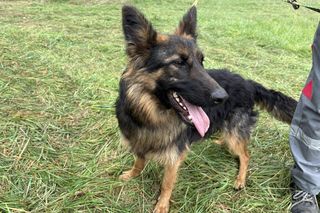 Tak dużo kotów dawno tam nie było. Schronisko w Henrykowie koło Leszna zaprasza na dni otwarte