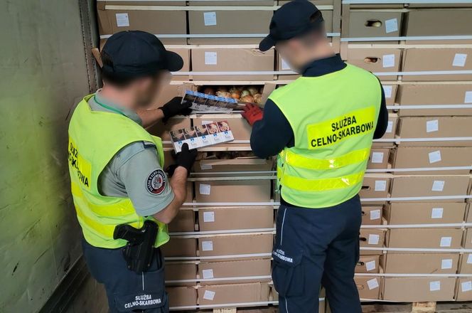 Kontrabanda za 1,5 mln zł ukryta w cebuli. Podlaska KAS udaremniła przemyt papierosów