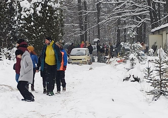 Choinkobranie w Grodźcu. Choinki z lasu od leśniczego