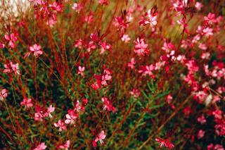 Gaura