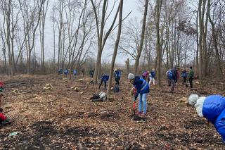 Posadzili prawie 3 tysiące drzew w Krakowie. Zniszczone uroczysko wraca do życia