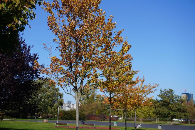 Park im. św. Jana Pawła II w jesiennych barwach