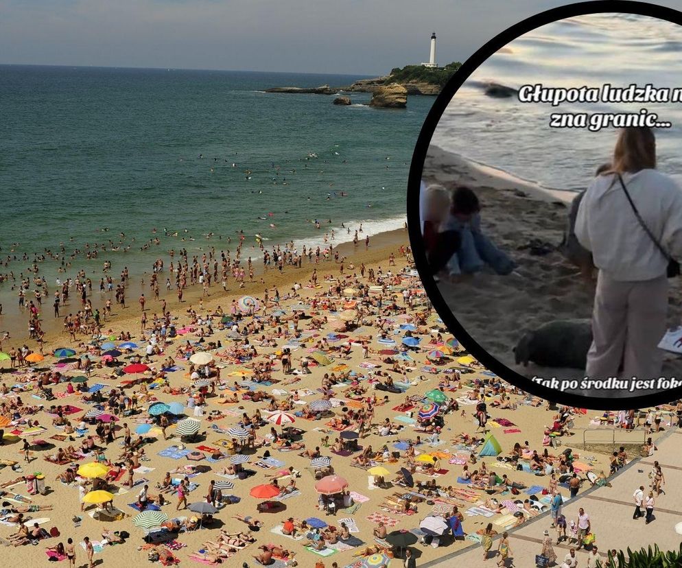 Skandaliczne zachowanie turystów w Sopocie. Zobaczyli ją na plaży i ruszyli  