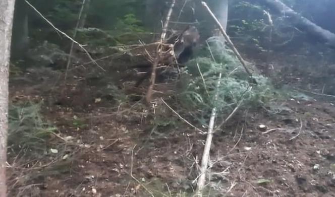 Leśnicy z Dynowa uratowali  sarnę zaplątaną we wnyki [ZDJĘCIA]