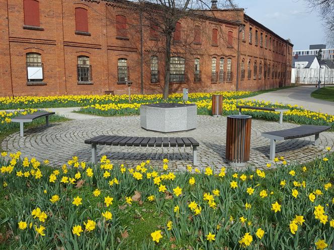 Żółte i niebieskie symbole wiosny w Lesznie