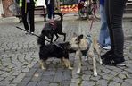 Wielki marsz adopciaków w Radomiu