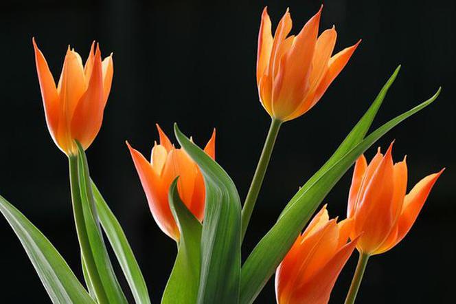 IX Wystawa Tulipanów w Wilanowie