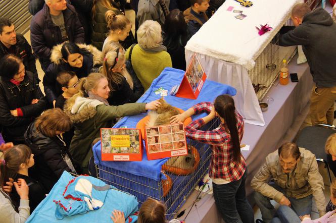 Wystawa kotów w Galerii Kaskada