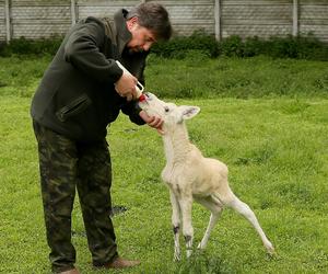 Niezwykle rzadki okaz odnaleziony w Puszczy Kampinoskiej. Białego łosia porzuciła swoja matka