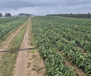 Rolnik rozdają paprykę za darmo! Ceny na skupie to dramat