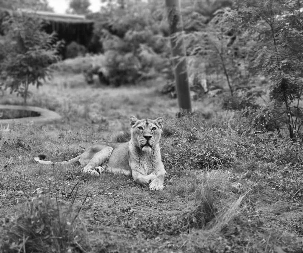 Odeszła lwica Tycia. Była ulubienicą opiekunów i gości łódzkiego zoo