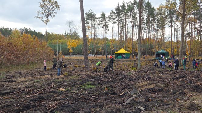 Mieszkańcy dla natury! Tak sadzili las pod Bydgoszczą