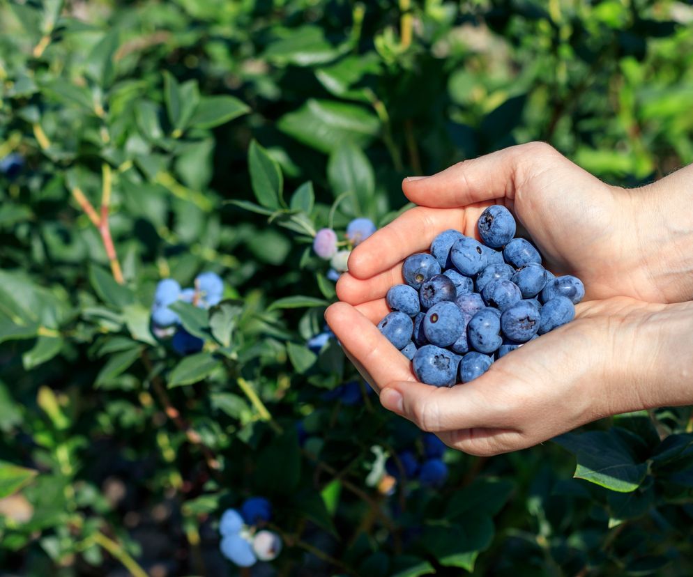 Organiczny nawóz na borówkę amerykańską 