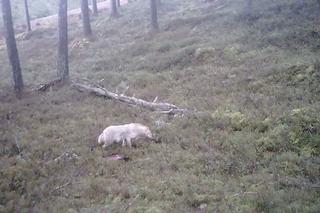 Biały wilk i jego ofiara uchwycone przez kamerę. Fascynujące nagranie z Pomorskiego [ZDJĘCIA]