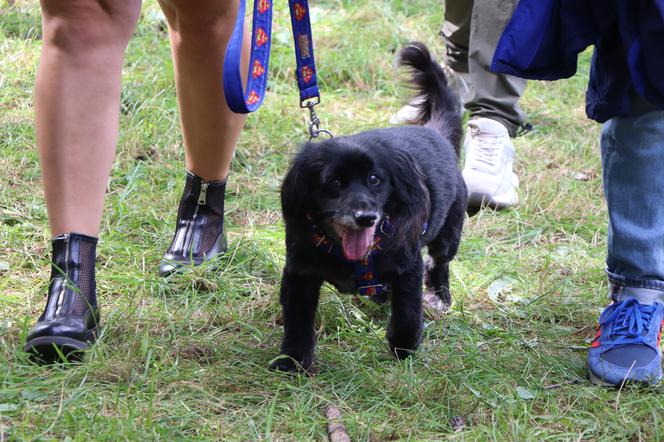 VIII Piknik Przyjaciół Schroniska w Toruniu