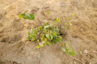 Nowe drzewka na Bielanach