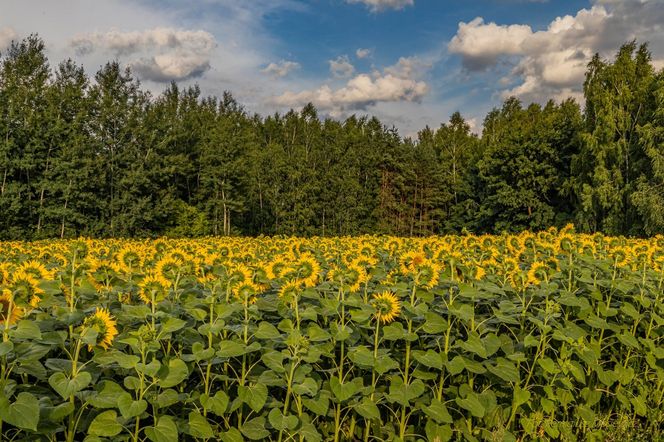 Słonecznikowe pole w okolicach Ostrowca Świętokrzyskiego