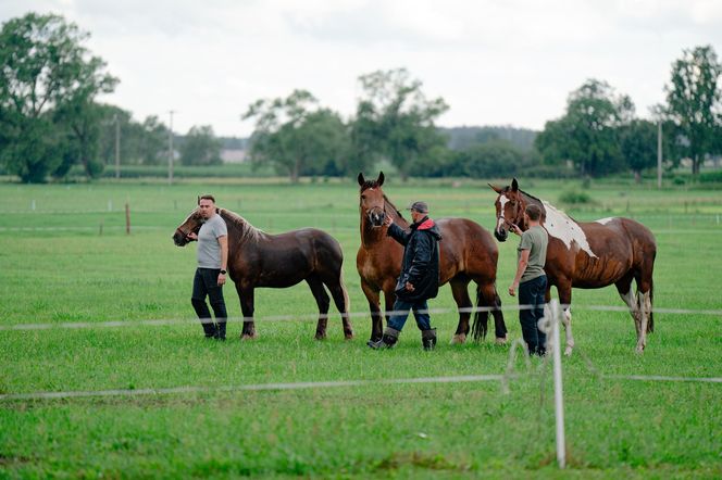 8. odcinek "Rolnik szuka żony"