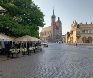 Kiedy i jakie drzewa będą sadzone na Rynku Głównym? Wskazano konkretne miejsca