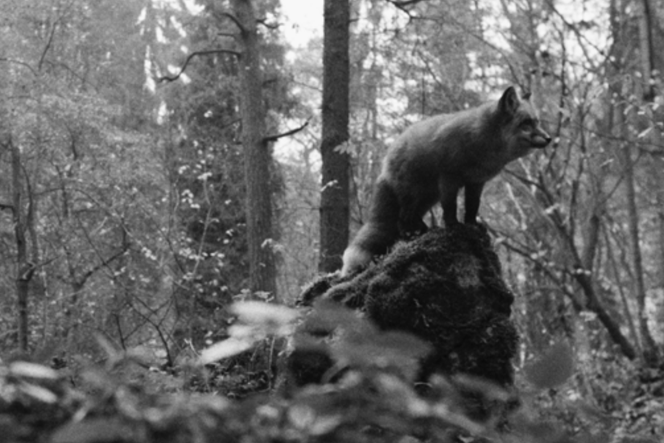 Polski film na liście oscarowej. O czym jest Dzień Matki?