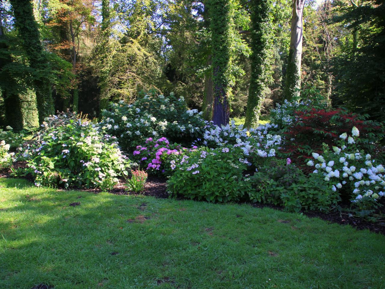 Nowa kolekcja w Arboretum Kórnickim! Hortensjowy zawrót głowy