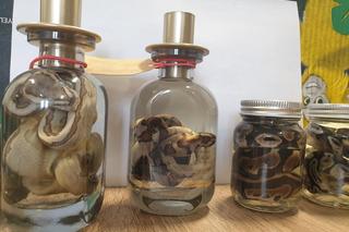 Nielegalnie handlował czaszkami zwierząt, skórami i szkieletami węży. Do akcji wkroczyła krakowska policja