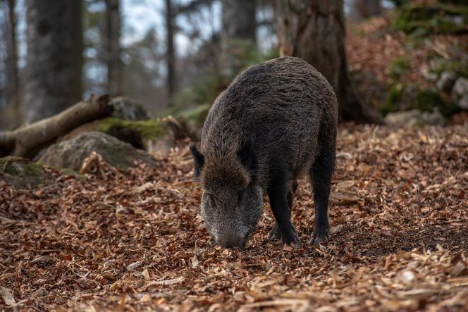 Odstrzał dzików w trójmiejskich lasach. Pojawią się specjalne znaki 