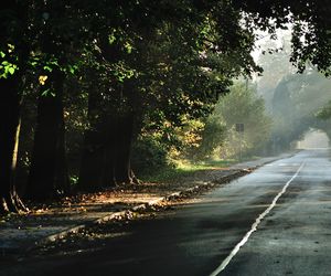 Krupski Młyn najbardziej zalesioną gminą w Polsce