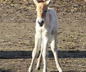  Warszawskie zoo ma nowego mieszkańca. To trzecie dziecko Primy i Larsa