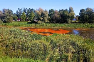 Zanieczyszczone Jezioro Słoneczne w Szczecinie