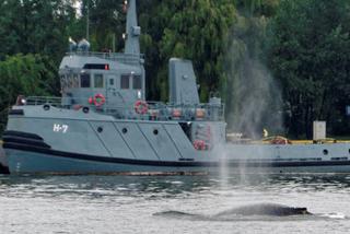 Wieloryb zawinął do Gdyni