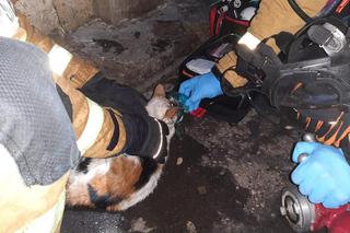 Pożar na Pradze! Ratownicy podawali kotu tlen