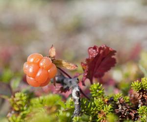 Poznaj moroszki. Ten owoc ma więcej witaminy C niż pomarańcze