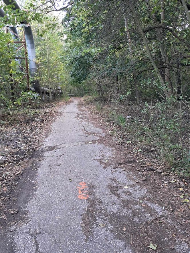 Tak wygląda leśna droga między ul. Wybickiego a ul. Gościnną w Panewnikach