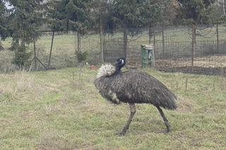 Niesforne Emu schwytane! Ptak wrócił do domu