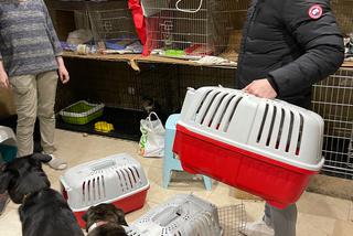 Znana pisarka, biznesmen z Holandii i menadżerka gwiazd zawieźli dary dla Ukrainy i uratowali koty