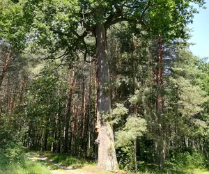 Liczą drzewa, szukają pomników natury. 10 października to święto drzew - przy tej okazji przypominamy zielone akcje w radomskim 