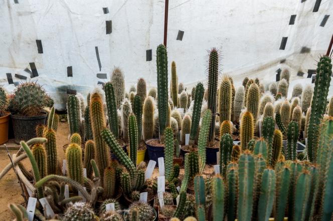 Kaktusy pana Mieczysława potrzebują ciepła