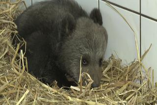 Szpital dla leśnych zwierząt