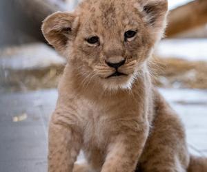 W Śląskim Ogrodzie Zoologicznym przyszły na świat cztery lwiątka! 